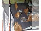 Australian Labradoodle PUPPY FOR SALE ADN-840980 - Australian labradoodle