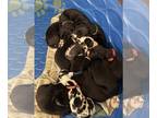Great Dane PUPPY FOR SALE ADN-840978 - CKC Registered