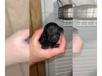 Double Doodle PUPPY FOR SALE ADN-840943 - double doodles for sale 2 males 3