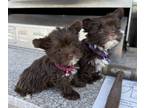 Yorkshire Terrier PUPPY FOR SALE ADN-840942 - Teacup Yorkie girl