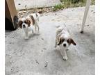 Cavalier King Charles Spaniel PUPPY FOR SALE ADN-841141 - Cavalier King Charles