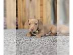 Dachshund PUPPY FOR SALE ADN-841121 - Dachshund Puppy