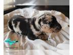 Catahoula Leopard Dog PUPPY FOR SALE ADN-841034 - Bandit