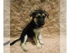 German Shepherd Dog PUPPY FOR SALE ADN-840931 - Sable German Shepherd