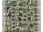 Siberian Husky PUPPY FOR SALE ADN-841206 - LITTER OF 9 BORN OCT 20