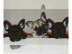 French Bulldog PUPPY FOR SALE ADN-841203 - Frenchies Nationwide delivery