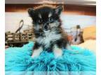 Pomeranian PUPPY FOR SALE ADN-841202 - Pomeranian Puppy Nationwide delivery