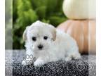 Bichpoo PUPPY FOR SALE ADN-841180 - f1 Bichpoo