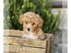 Goldendoodle (Miniature) PUPPY FOR SALE ADN-841171 - f1bb Mini Goldendoodle