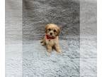 Cavapoo PUPPY FOR SALE ADN-841169 - Cavapoo male