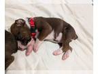 Boxer PUPPY FOR SALE ADN-841167 - Bellas puppies