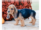 Basset Hound PUPPY FOR SALE ADN-841155 - Lilly CKC Registered Basset Hound