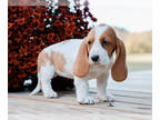 Basset Hound PUPPY FOR SALE ADN-841154 - Lacey CKC Registered Basset Hound