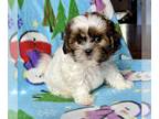 Zuchon PUPPY FOR SALE ADN-841146 - Frodo