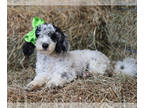Poodle (Miniature) PUPPY FOR SALE ADN-841136 - Blake Mini Poodle