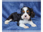Cavalier King Charles Spaniel PUPPY FOR SALE ADN-841129 - Seth Cavalier Pup