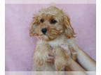 Cavapoo PUPPY FOR SALE ADN-841123 - Daisy Cavapoo Pup