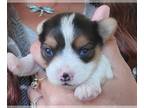 Yorkshire Terrier PUPPY FOR SALE ADN-841116 - Yorkie