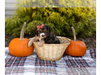 Cocker Spaniel PUPPY FOR SALE ADN-841105 - AKC cocker spaniel female puppy in