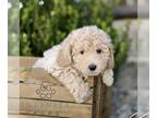 Bichpoo PUPPY FOR SALE ADN-841103 - F1 Bichpoo