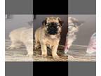 Brussels Griffon PUPPY FOR SALE ADN-841097 - AKC Simon Brussels Griffon