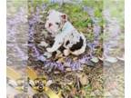 English Bulldog PUPPY FOR SALE ADN-841066 - AKC English Bulldog Chanel Rare