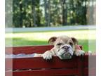 English Bulldog PUPPY FOR SALE ADN-841042 - AKC English Bulldog
