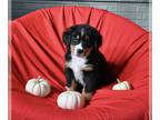 Bernese Mountain Dog PUPPY FOR SALE ADN-841022 - AKC Bernese Mountain Dog For