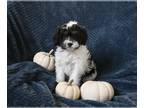 Cavapoo PUPPY FOR SALE ADN-840999 - F1 Cavapoo For Sale Sugarcreek OH