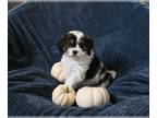 Cavapoo PUPPY FOR SALE ADN-840998 - F1 Cavapoo For Sale Sugarcreek OH