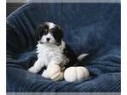 Cavapoo PUPPY FOR SALE ADN-840997 - F1 Cavapoo For Sale Sugarcreek OH