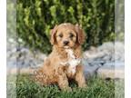 Cavapoo PUPPY FOR SALE ADN-840987 - F1 Cavapoo