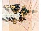 Yorkshire Terrier PUPPY FOR SALE ADN-840971 - hand deliver