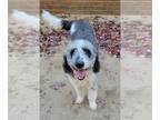 Aussiedoodle PUPPY FOR SALE ADN-840944 - F1b Aussiedoodle Silver White Parti