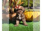 ShihPoo PUPPY FOR SALE ADN-840935 - Lilly