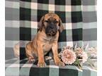 Cane Corso PUPPY FOR SALE ADN-840926 - So Cute Cane Corso Puppy