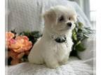 Maltese PUPPY FOR SALE ADN-840922 - Ryan
