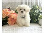 Maltese PUPPY FOR SALE ADN-840921 - Riley