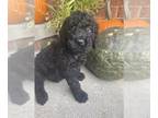 Goldendoodle PUPPY FOR SALE ADN-840916 - Golden doodle puppies