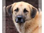 Anatolian Shepherd-Great Pyrenees Mix DOG FOR ADOPTION RGADN-1215818 - Austin -
