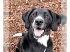Plott Hound Mix DOG FOR ADOPTION RGADN-1215839 - Franco - Plott Hound / Black