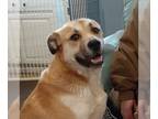 Anatolian Shepherd Mix DOG FOR ADOPTION RGADN-1215840 - Gracie - Shepherd /