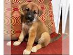 Shepradors DOG FOR ADOPTION RGADN-1216342 - Noelle D6683 - German Shepherd Dog /