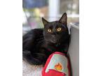 Alvina, Domestic Shorthair For Adoption In Lewistown, Pennsylvania