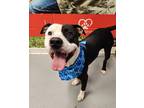 Mario, American Pit Bull Terrier For Adoption In Lafayette, Indiana
