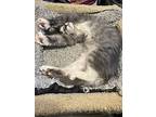 Milo, Domestic Shorthair For Adoption In Richardson, Texas