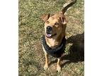 Bentley Cole, Labrador Retriever For Adoption In Dickson, Tennessee