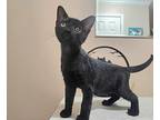Neptune, Domestic Shorthair For Adoption In Greensburg, Pennsylvania