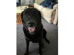 Wilma, Labrador Retriever For Adoption In Collegeville, Pennsylvania