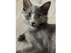 Thanatos, Russian Blue For Adoption In Missouri City, Texas